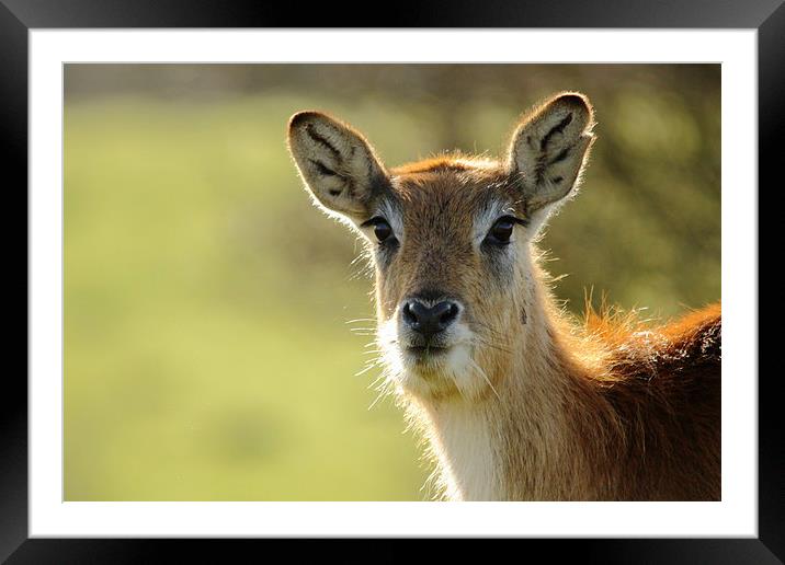 Red Lechwe Antelope Framed Mounted Print by Selena Chambers
