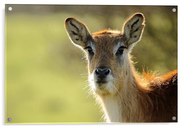 Red Lechwe Antelope Acrylic by Selena Chambers
