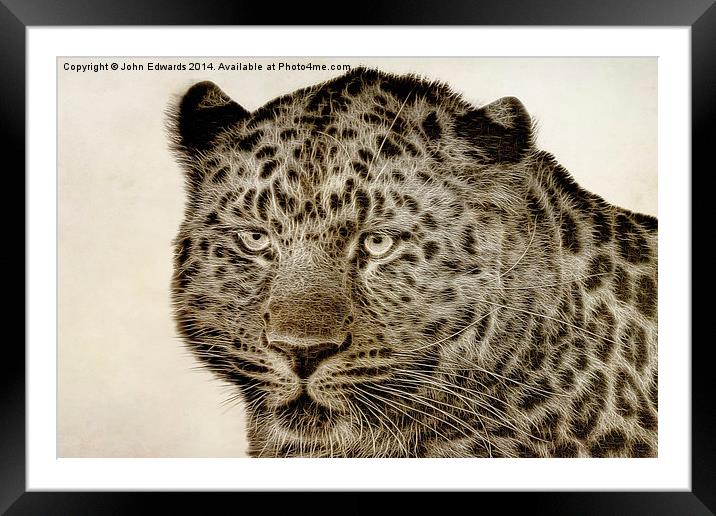 Amur Leopard Framed Mounted Print by John Edwards