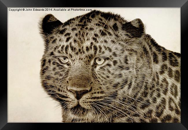 Amur Leopard Framed Print by John Edwards