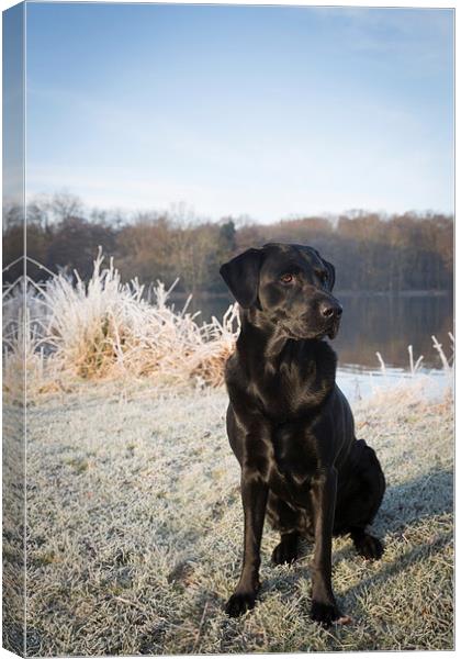 Black Labrador in the Frost Canvas Print by Simon Wrigglesworth