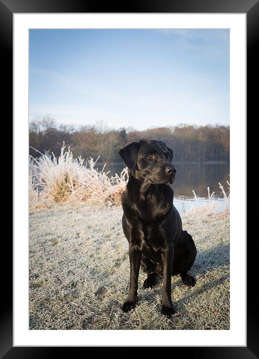 Black Labrador in the Frost Framed Mounted Print by Simon Wrigglesworth