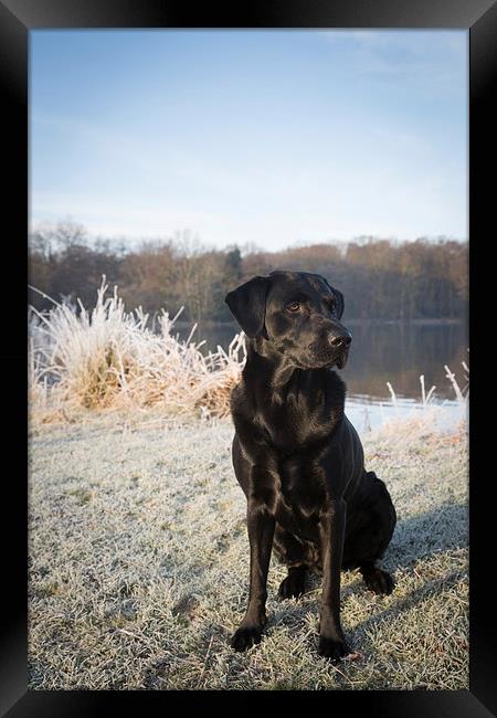 Black Labrador in the Frost Framed Print by Simon Wrigglesworth