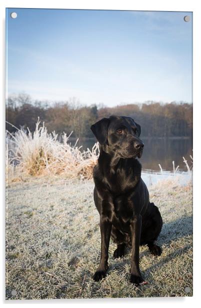 Black Labrador in the Frost Acrylic by Simon Wrigglesworth