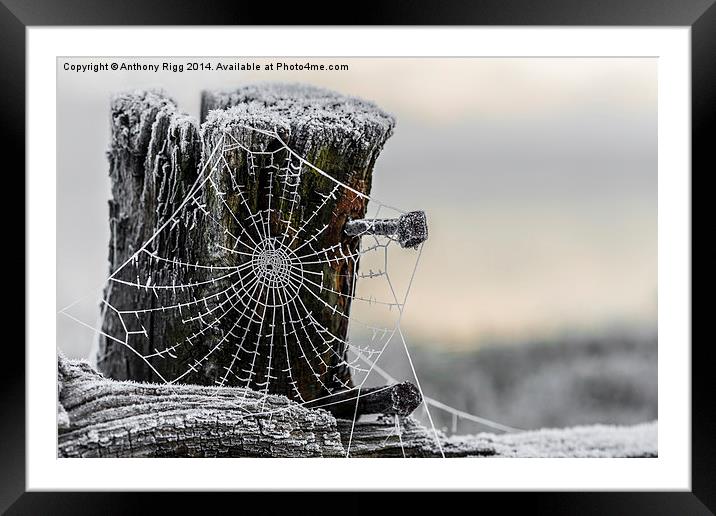 Frosty Cobweb  Framed Mounted Print by Anthony Rigg