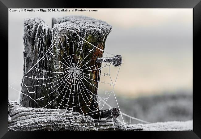 Frosty Cobweb  Framed Print by Anthony Rigg