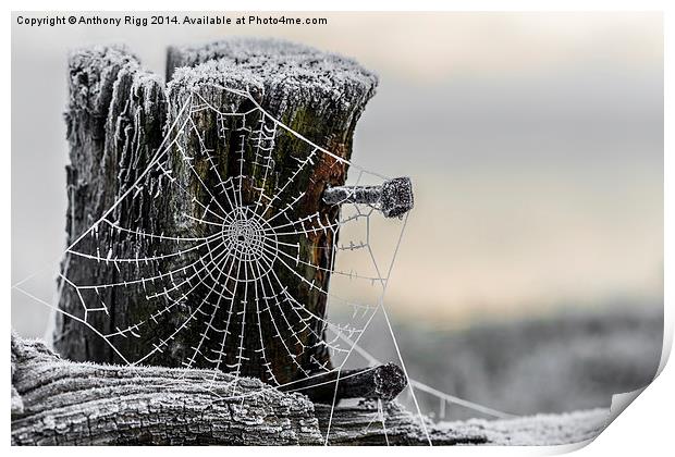 Frosty Cobweb  Print by Anthony Rigg