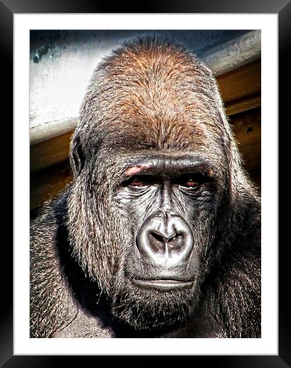 Beautiful Gorilla Framed Mounted Print by Liz Ward