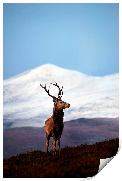 Winter stag portrait Print by Macrae Images