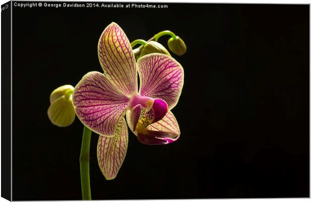 Orchid Canvas Print by George Davidson