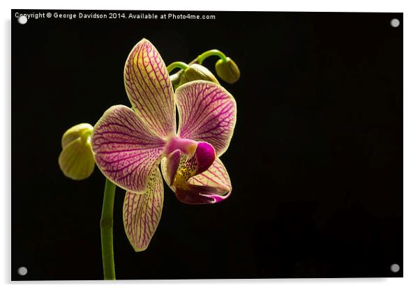 Orchid Acrylic by George Davidson