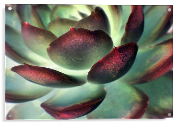 Echeveria elegans Acrylic by Heather Newton