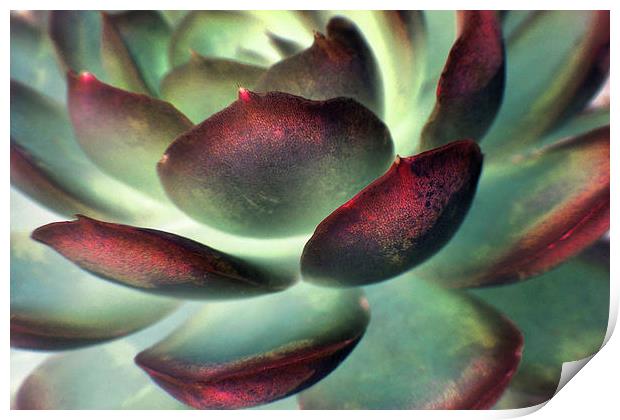 Echeveria elegans Print by Heather Newton