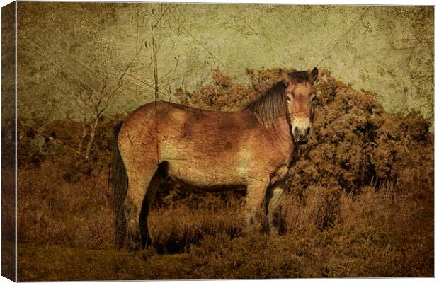 Exmoor Pony Canvas Print by Rob Hawkins