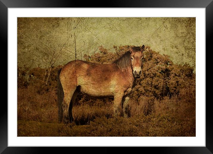 Exmoor Pony Framed Mounted Print by Rob Hawkins
