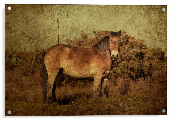 Exmoor Pony Acrylic by Rob Hawkins