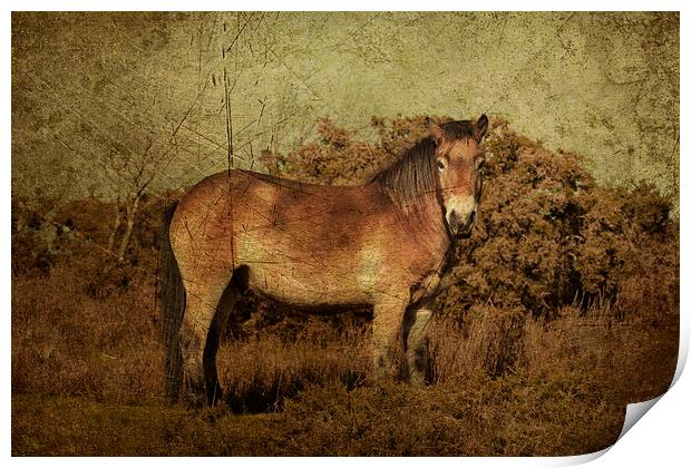 Exmoor Pony Print by Rob Hawkins