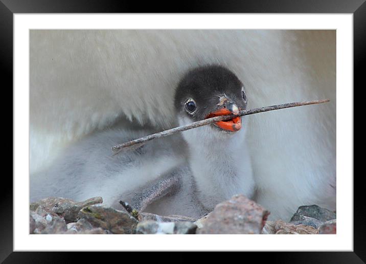 Gentoo Chick Framed Mounted Print by Carole-Anne Fooks
