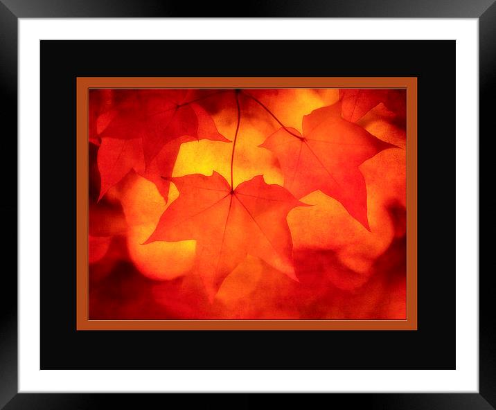 Autumn Sunrise Framed Mounted Print by clint hudson