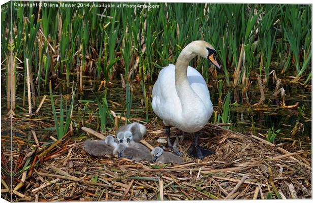 Swan and Cygnets Canvas Print by Diana Mower