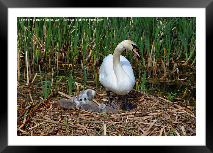 Swan and Cygnets Framed Mounted Print by Diana Mower