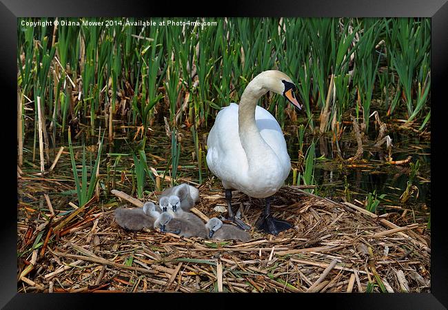 Swan and Cygnets Framed Print by Diana Mower