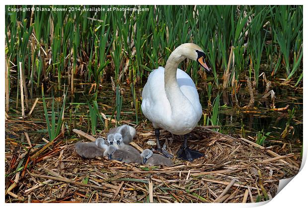 Swan and Cygnets Print by Diana Mower