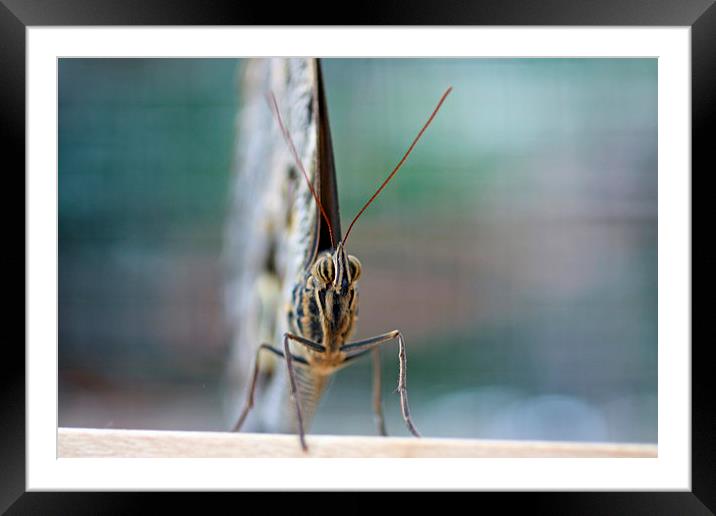 up close and.. Framed Mounted Print by Piet Peters