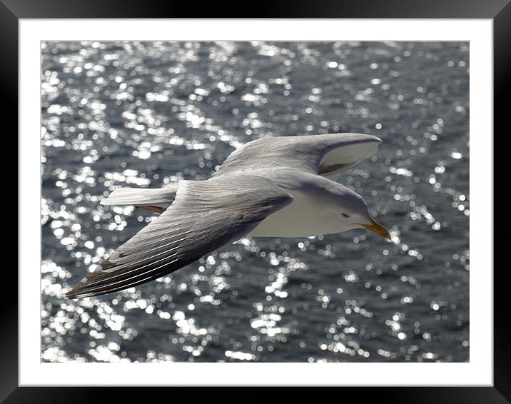 Seabird Framed Mounted Print by Dave Menzies