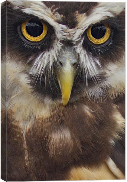 Owls Face Canvas Print by Nicola Topping