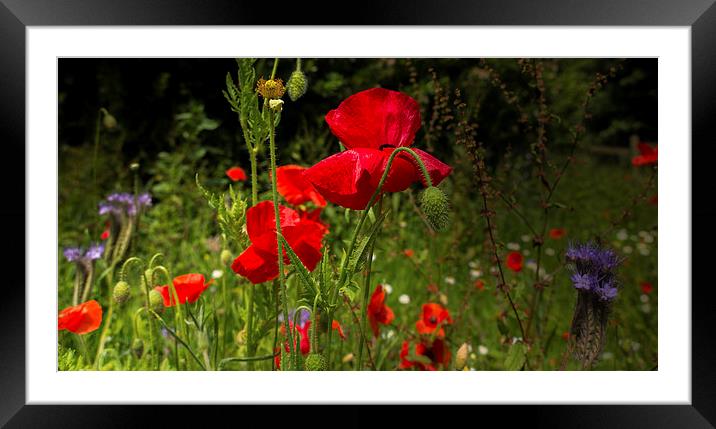 Wild flower meadow Framed Mounted Print by Mark Hobbs