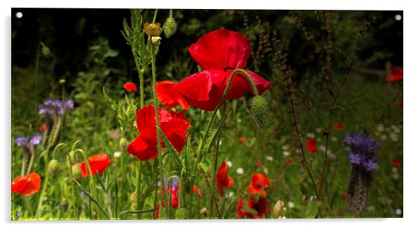 Wild flower meadow Acrylic by Mark Hobbs