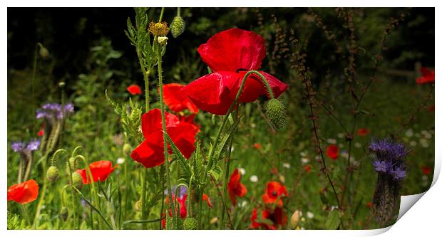 Wild flower meadow Print by Mark Hobbs