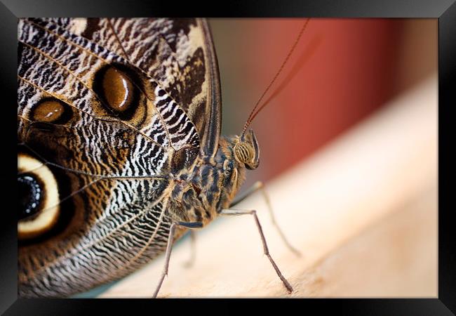 forrest giant owl butterfly Framed Print by Piet Peters