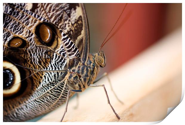 forrest giant owl butterfly Print by Piet Peters