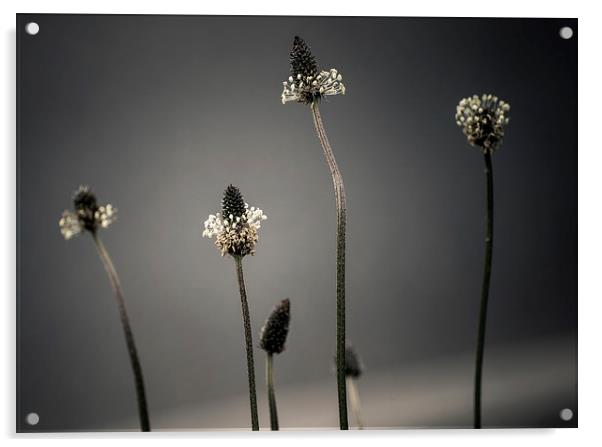 Ribwort Plantain Acrylic by Mark Hobbs