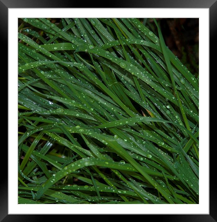 Grass and Rain Framed Mounted Print by Iain Mavin
