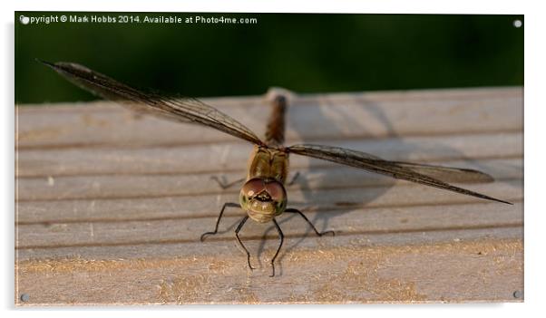Common Darter Dragonfly Acrylic by Mark Hobbs