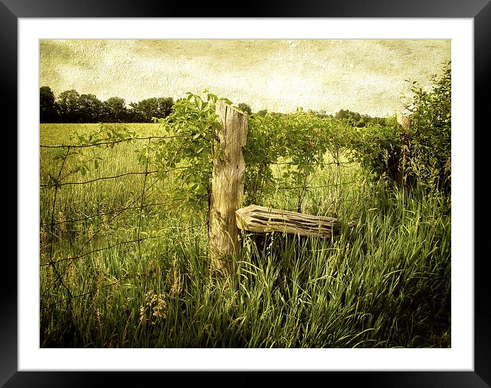 Field Framed Mounted Print by Mary Lane