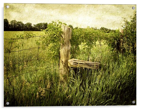 Field Acrylic by Mary Lane