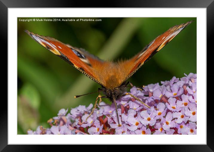 Peacock Butterfly Framed Mounted Print by Mark Hobbs
