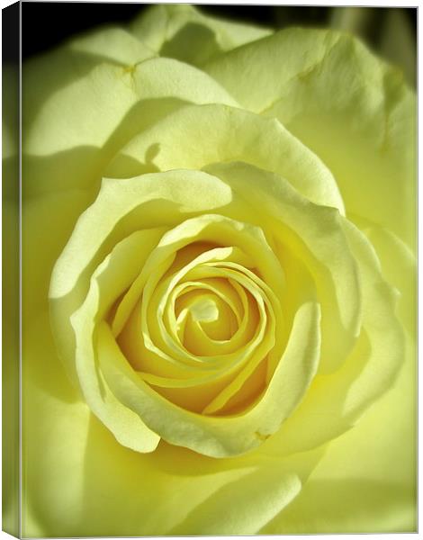 My Beautiful White Rose Canvas Print by Michael Wood