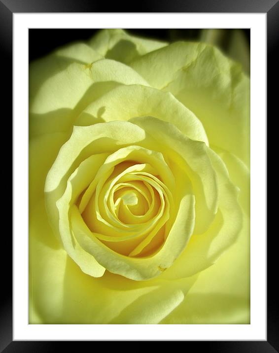 My Beautiful White Rose Framed Mounted Print by Michael Wood