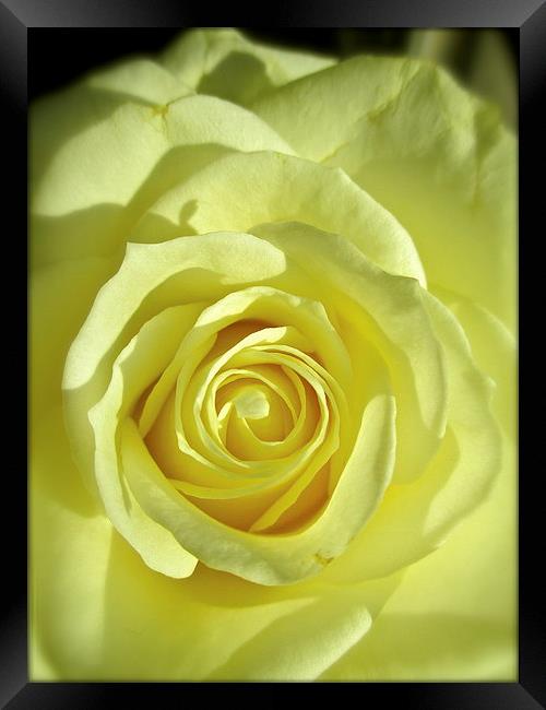 My Beautiful White Rose Framed Print by Michael Wood