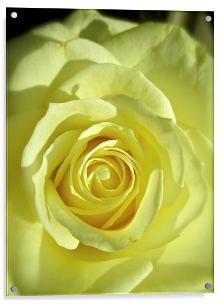 My Beautiful White Rose Acrylic by Michael Wood