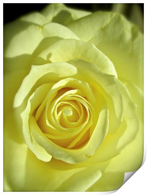 My Beautiful White Rose Print by Michael Wood