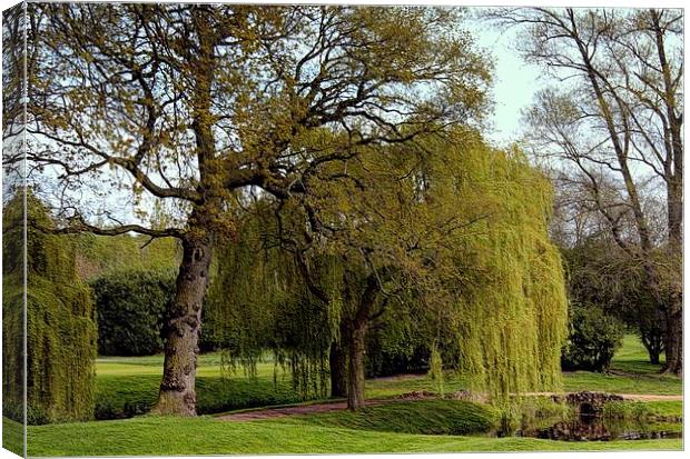 WILLOW WEEPING Canvas Print by len milner