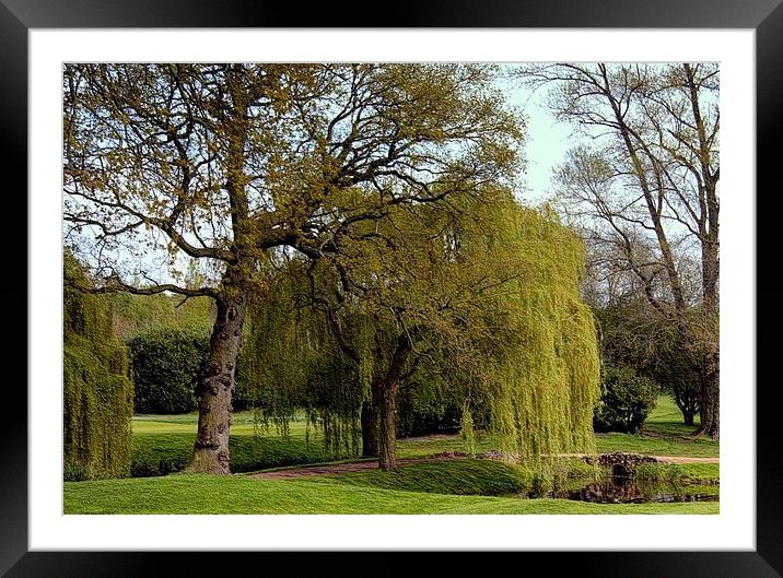 WILLOW WEEPING Framed Mounted Print by len milner
