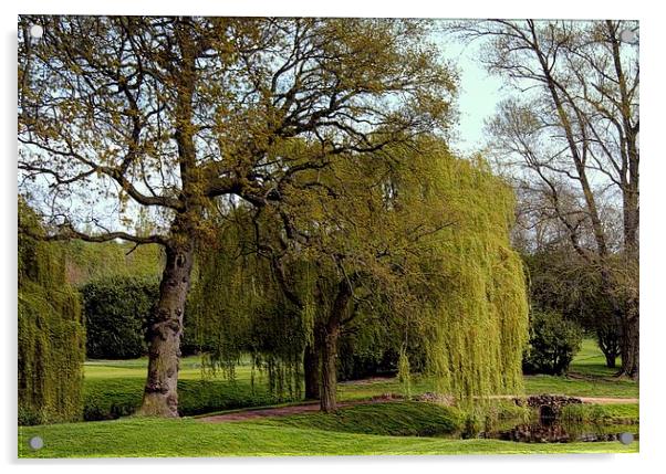 WILLOW WEEPING Acrylic by len milner