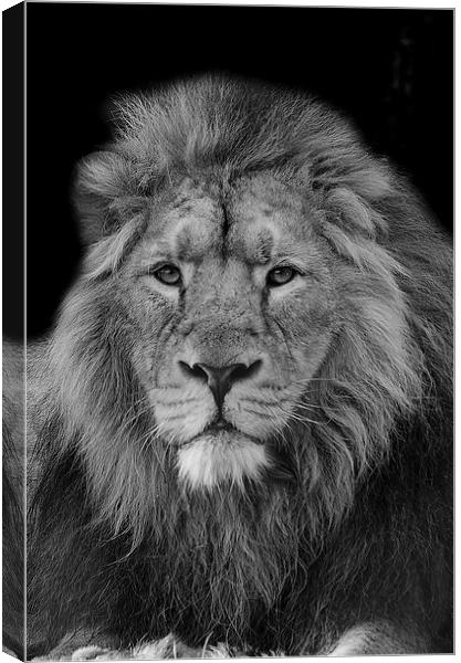  Monarch of the Jungle Canvas Print by Darren Wilkes